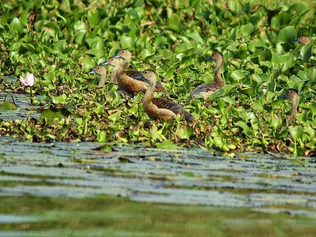 Alcune piccole anatre che nuotano tra fitte piante acquatiche verdi in una zona umida