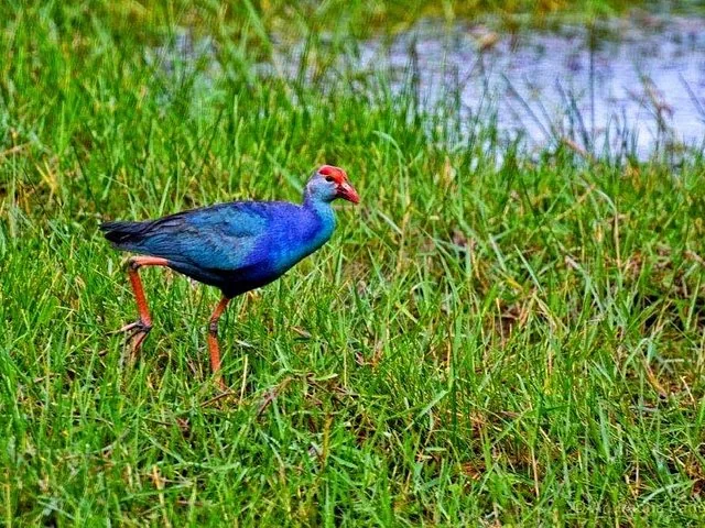 Una calamón común caminando entre hierba alta y verde cerca del agua