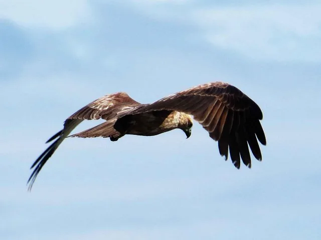 Un ave rapaz en vuelo contra un cielo azul pálido