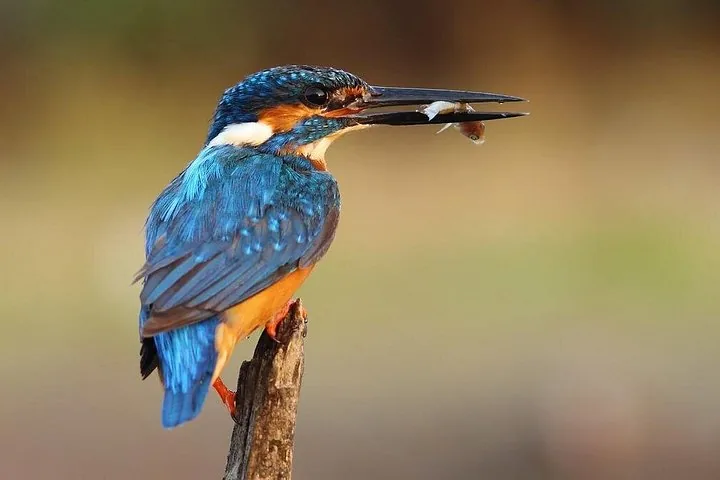 Un martín pescador común posado en un palo con un pez pequeño en el pico