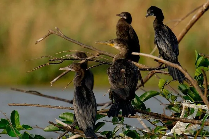 Four cormorants perched on branches over a body of water