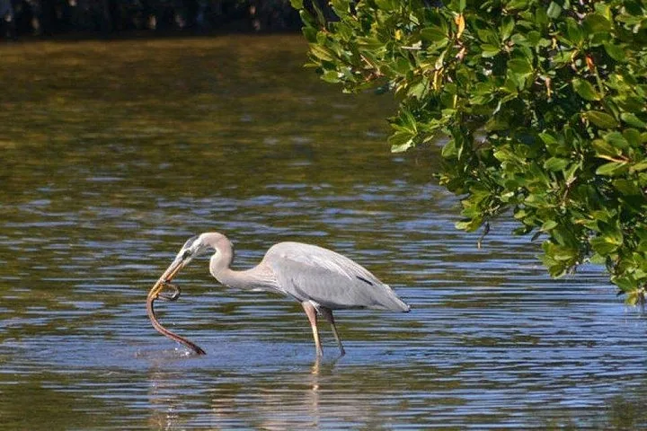 A grey heron standing in shallow water, holding a snake in its beak