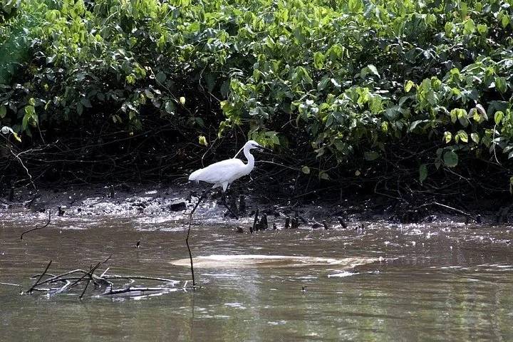 A white egret standing in muddy water near green bushes