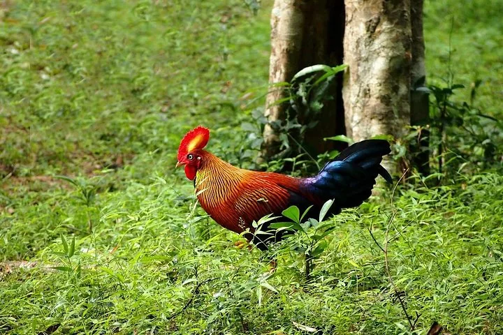 Un colorido gallo de selva de Sri Lanka caminando entre vegetación verde