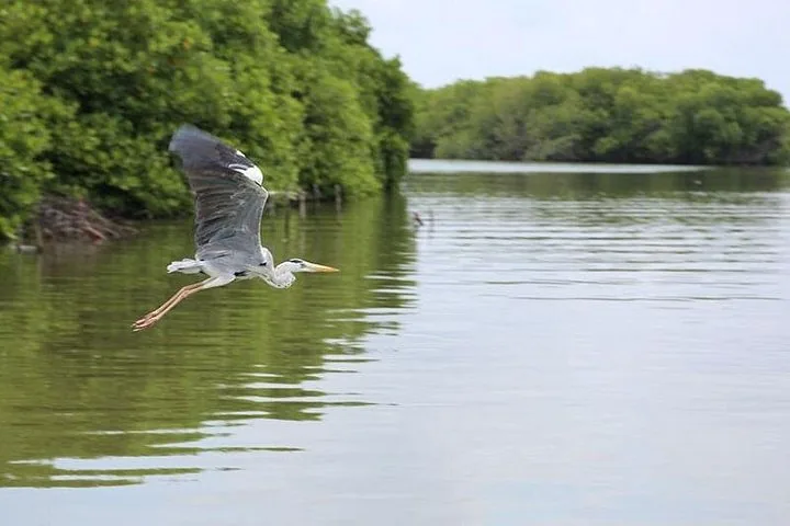 Una garza real volando bajo sobre un río rodeado de bosques de manglares