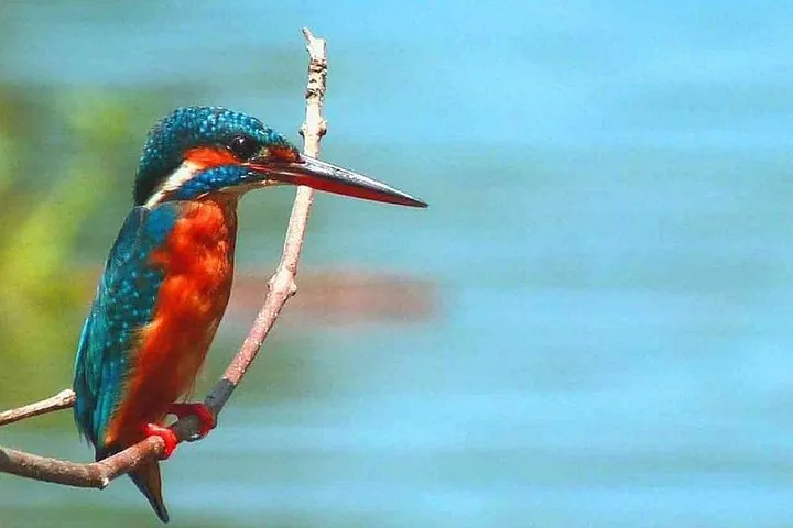Ein Eisvogel, der auf einem dünnen Zweig vor blauem Hintergrund sitzt