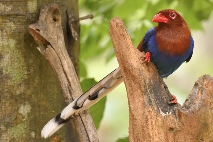 Una urraca azul de Sri Lanka posada en un tronco seco y quebrado