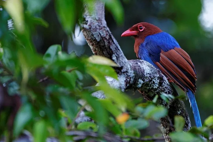 Eine Sri-Lanka-Blauelster ruht auf einem von Blättern umgebenen Ast